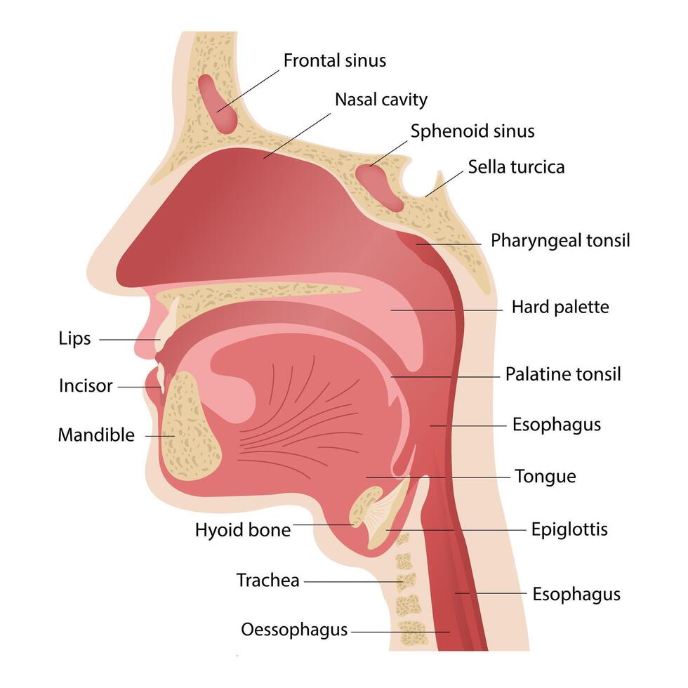 Anatomy of the upper respiratory tract. Illustration of the trigeminal nerve with a section of vector