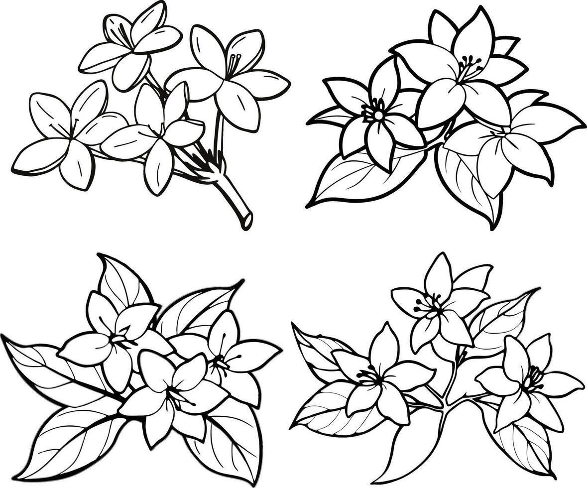 white jasmine flowers branch with Line Art vector