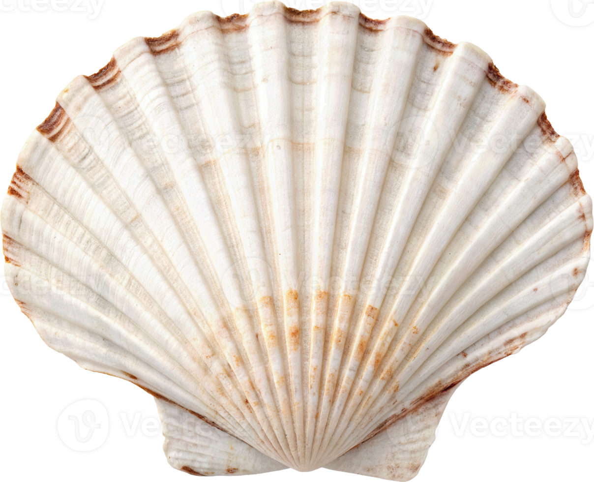 Elegant Scallop Shell Art png