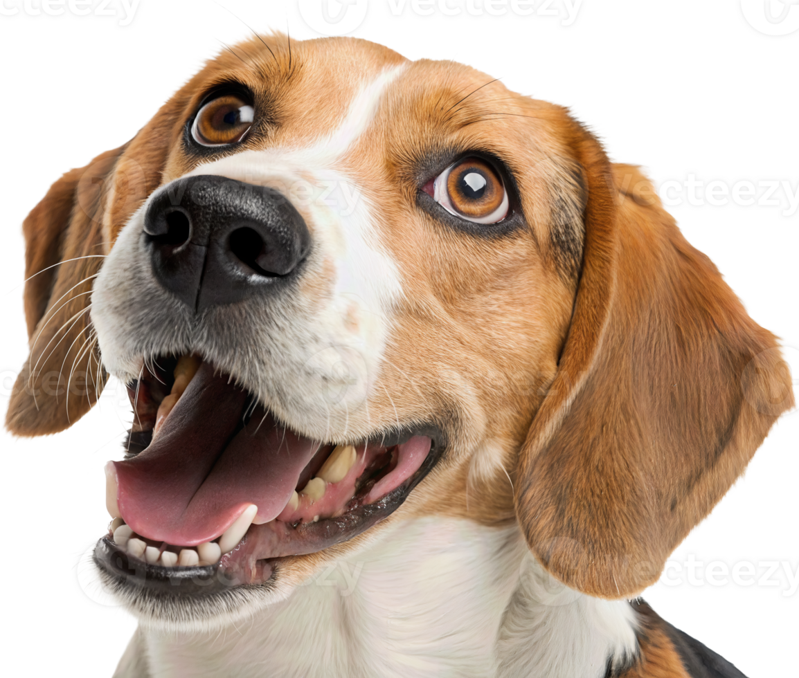 Happy Beagle Smiling Joy png