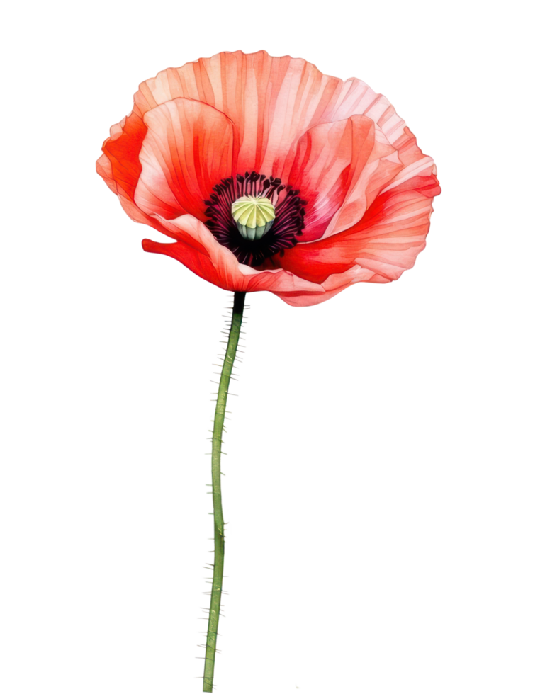 Watercolor blooming red poppy flower clip art illustration png