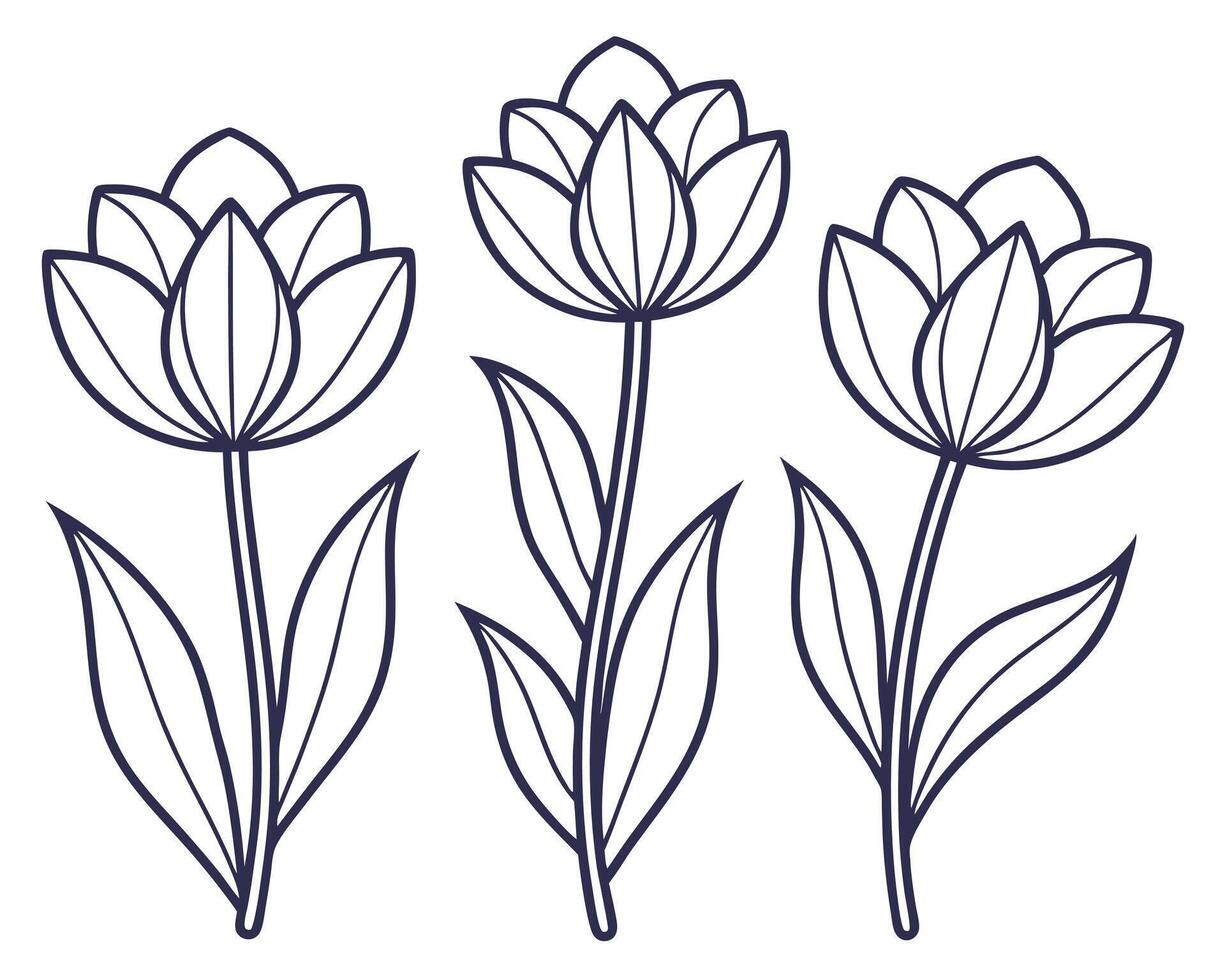 Elegant outline illustration of three simple tulip flowers with leaves and thin black lines vector