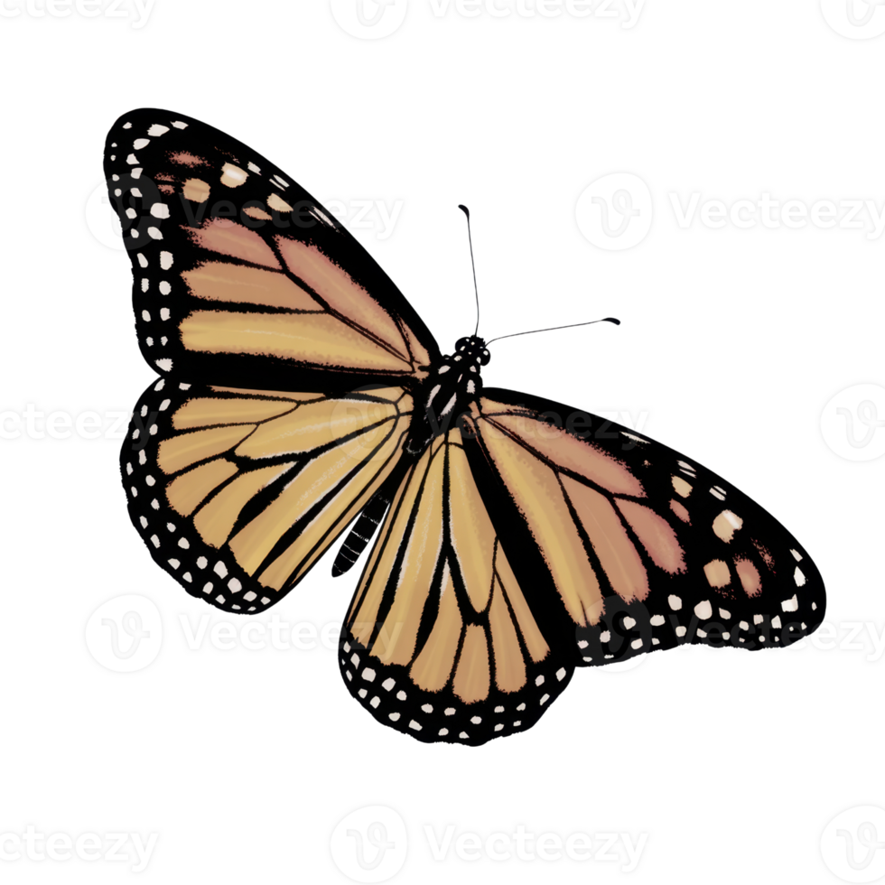 Colorful Butterfly With Open Wings Displaying Intricate Patterns And Texture on Transparent Background png