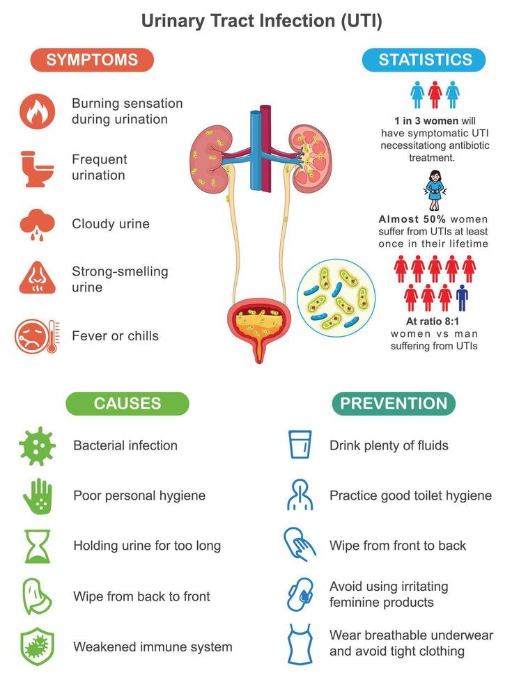 Urinary Tract Infection UTI Symptoms Causes and Prevention Medical Infographic for Health Education vector