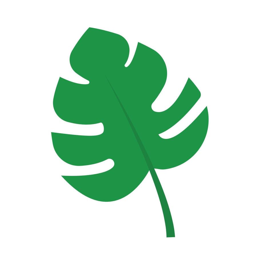 monstera leaves. tropical and summer plant vector