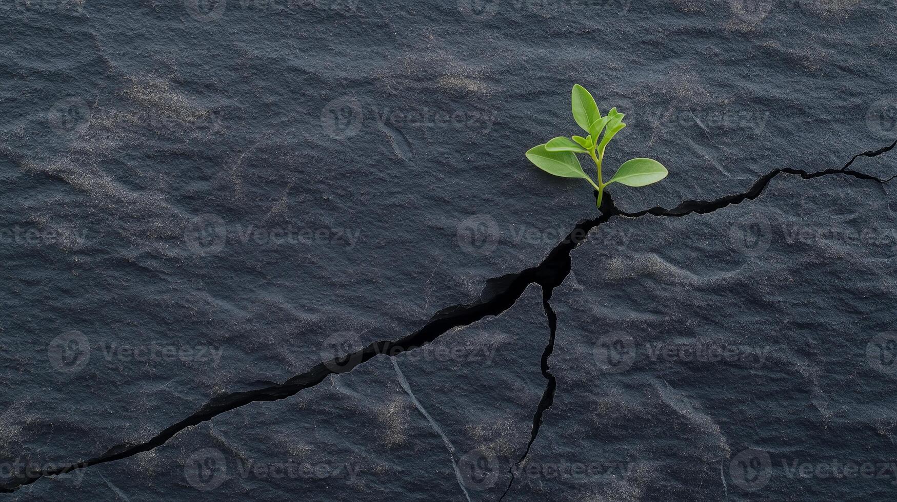 A small plant growing out of a crack in a rock photo