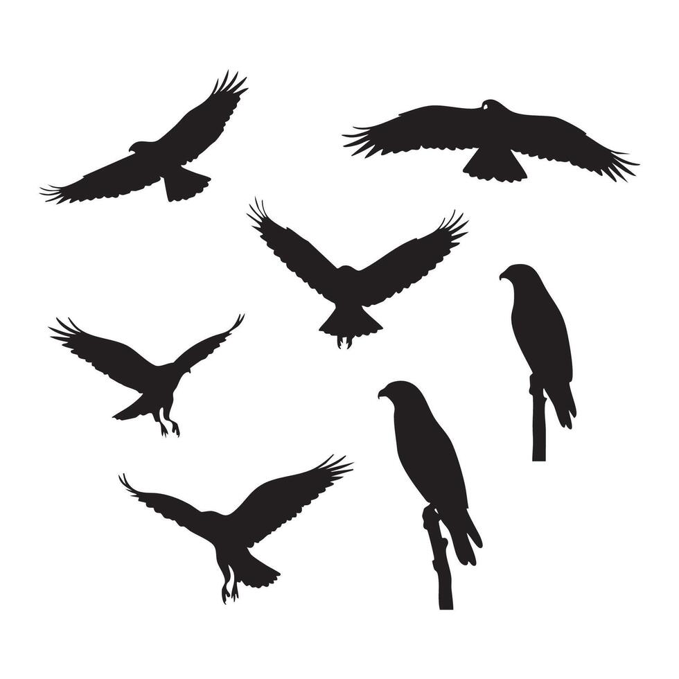 Black hawk outlines featured on white background vector