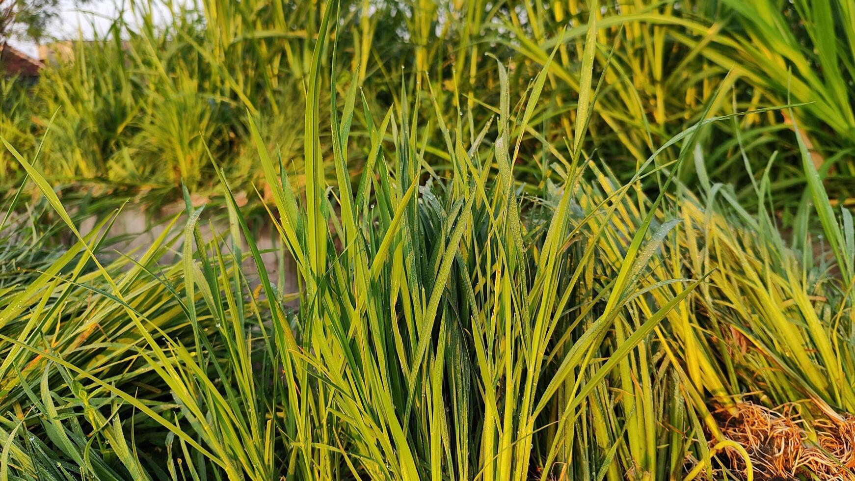 a close up of the green long grass in the morning photo