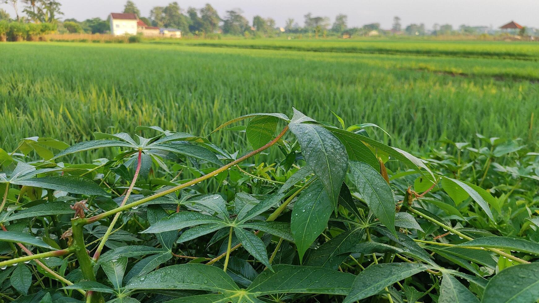 a plant growing in a field with green leaves in the morning photo