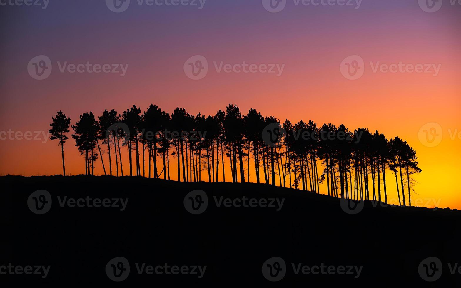 Silhouetted trees at sunset landscape photo