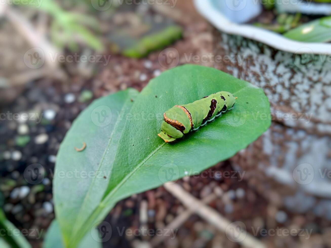 a caterpillar on a leaf in a garden photo