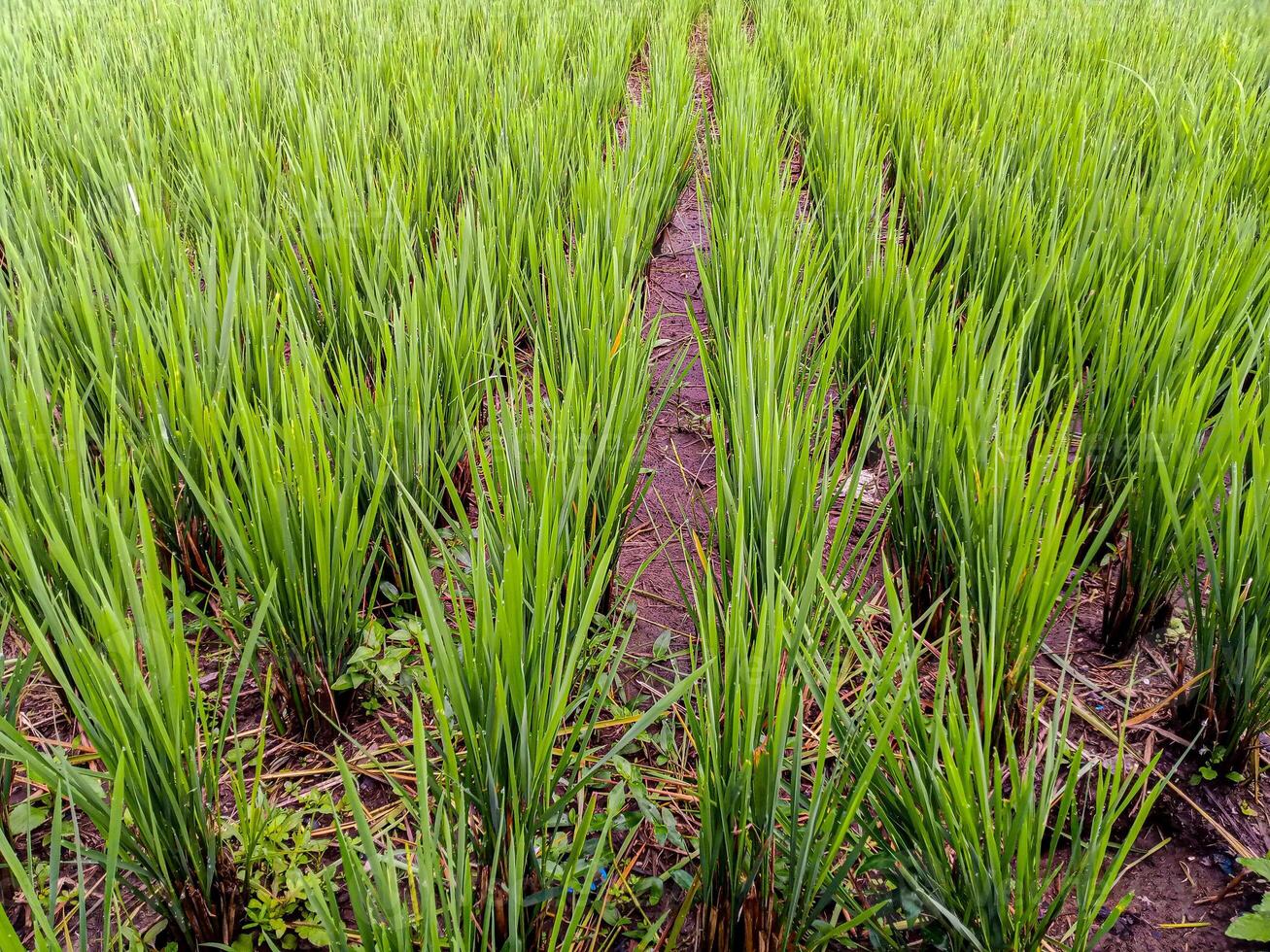 a field of green rice plants with a path in the middle photo