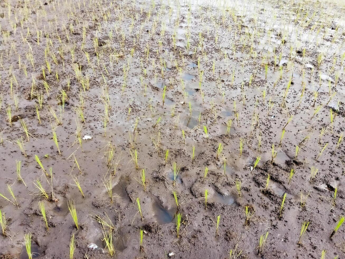 Young rice seedlings planted in a muddy paddy field. photo