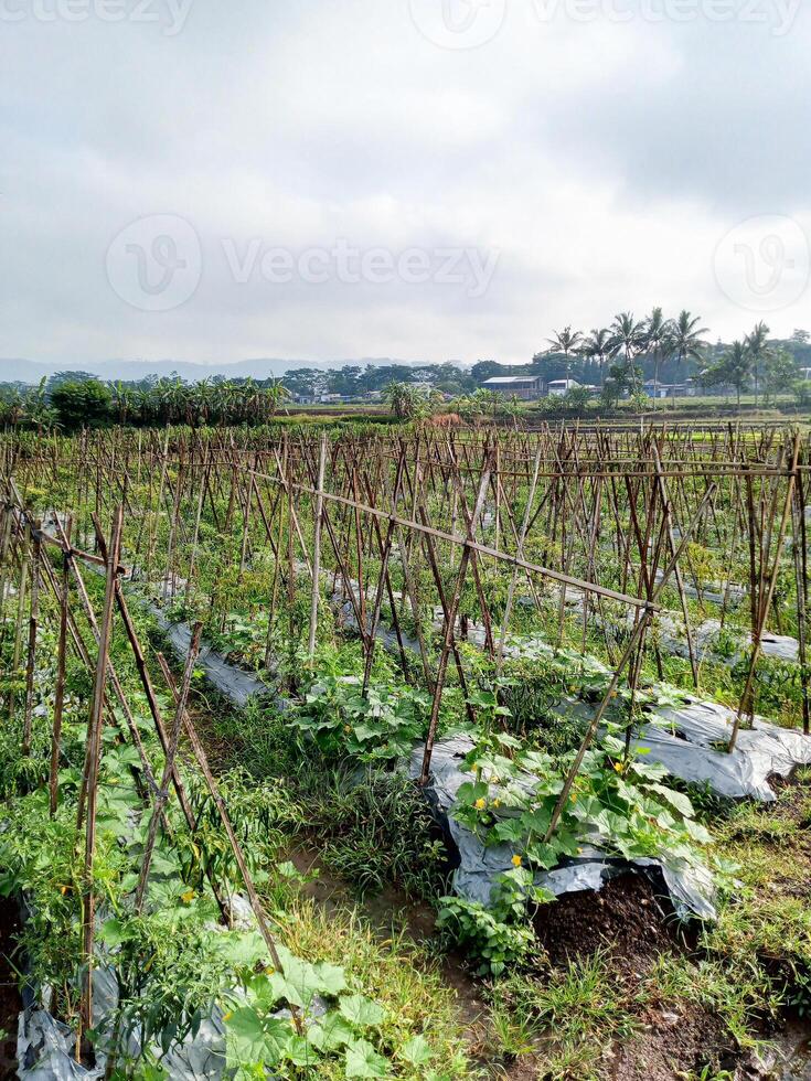 Vegetable farm with bamboo trellises in a rural, misty morning setting. photo