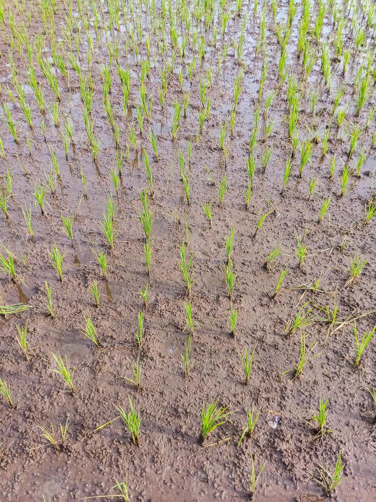 Young rice plants growing in a flooded paddy field. photo