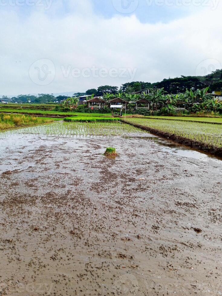 A rice paddy field under preparation surrounded by greenery and traditional small houses, symbolizing agricultural tradition, nature's harmony, and local lifestyle photo