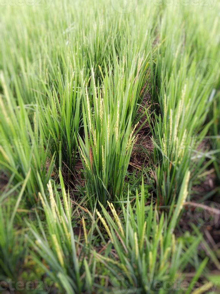 a field of green rice plants in a field photo