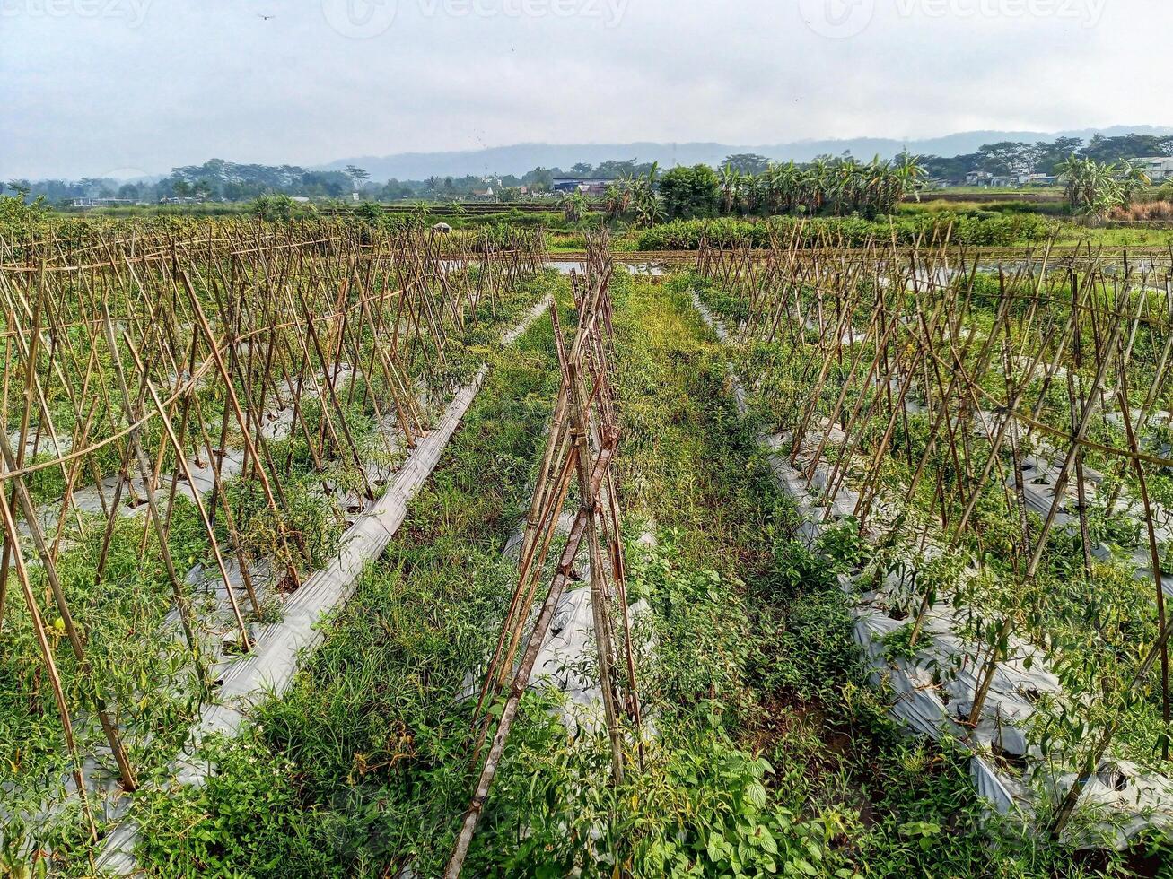 an aerial view of a vegetable farm photo