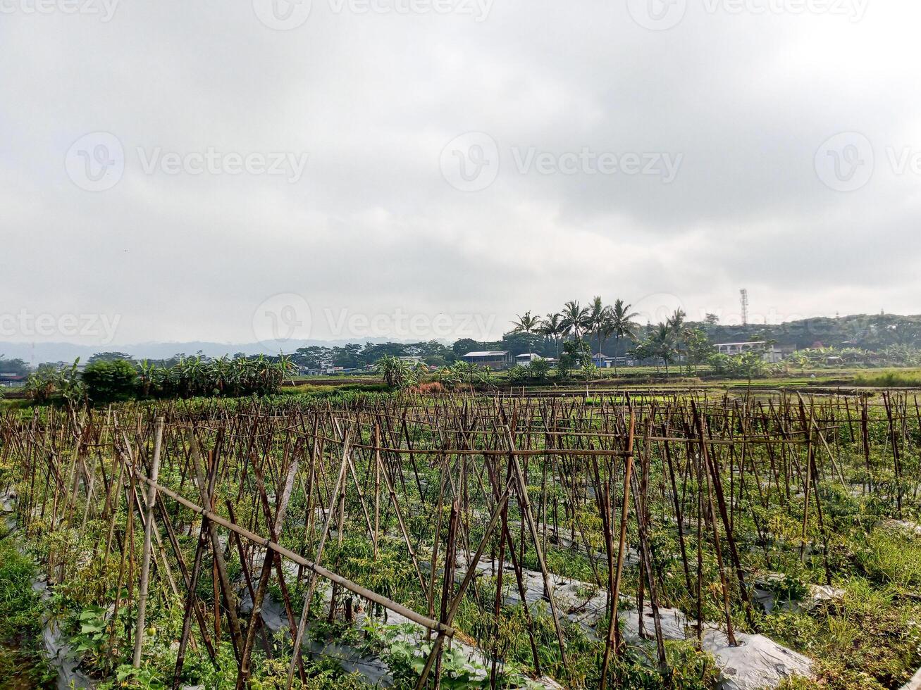 a field of green plants with a fence around it photo