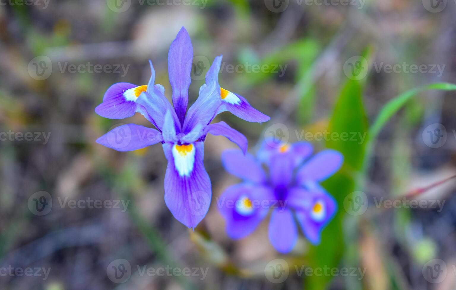 Blue Iris or Barbary Nut Moraea sisyrinchium photo