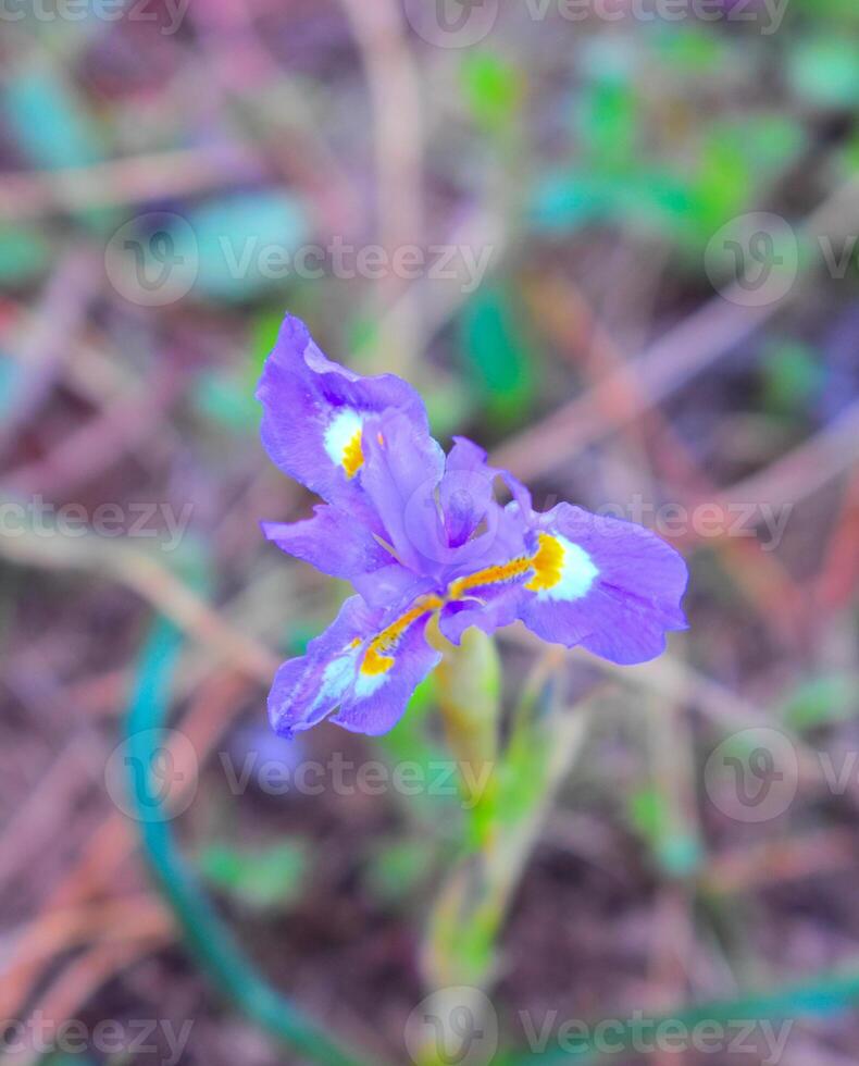 Moraea sisyrinchium Purple Flower photo
