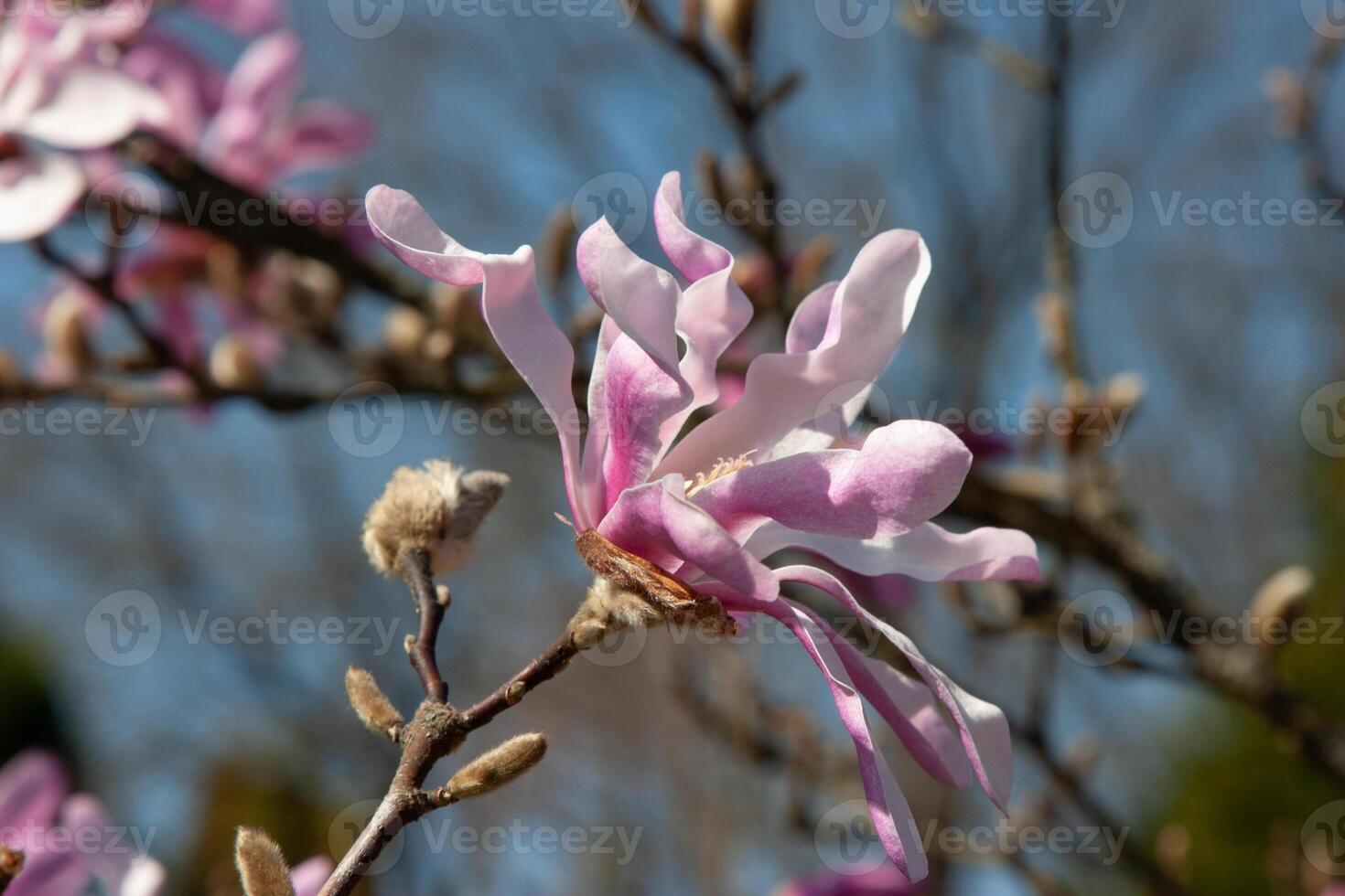 Beautiful flowering trees in spring. Delicate pink magnolia flowers on a soft blue sky background under the sunlight. Spring blooming. Natural background with beautiful colors photo