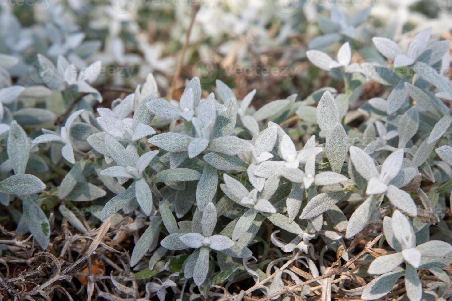 Cerastium tomentosum is an herbaceous flowering plant and a member of the family Caryophyllaceae photo