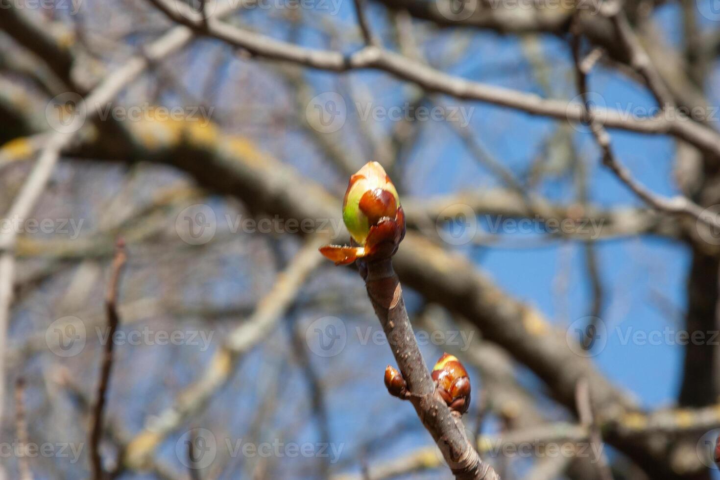Chestnut buds in spring. Young chestnut leaves and flowers are preparing to open under the bright spring sun in warm weather photo
