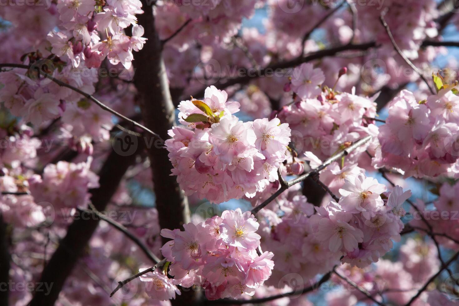 Selective focus of beautiful branches of pink Cherry blossoms or sakura on the tree under blue sky, Beautiful flowers during spring season in the park, Nature spring floral background. photo
