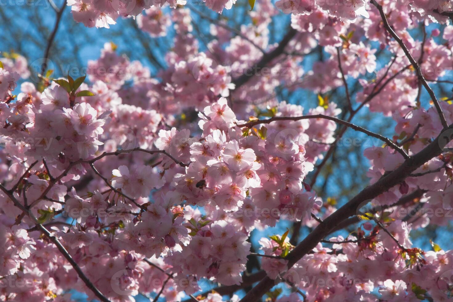 Pink cherry blossom Japanese cherry blossom in nice sunny weather. Charming cherry blossoms against a bright blue sky on a sunny day. Pink flowering branches with large lush flowers photo