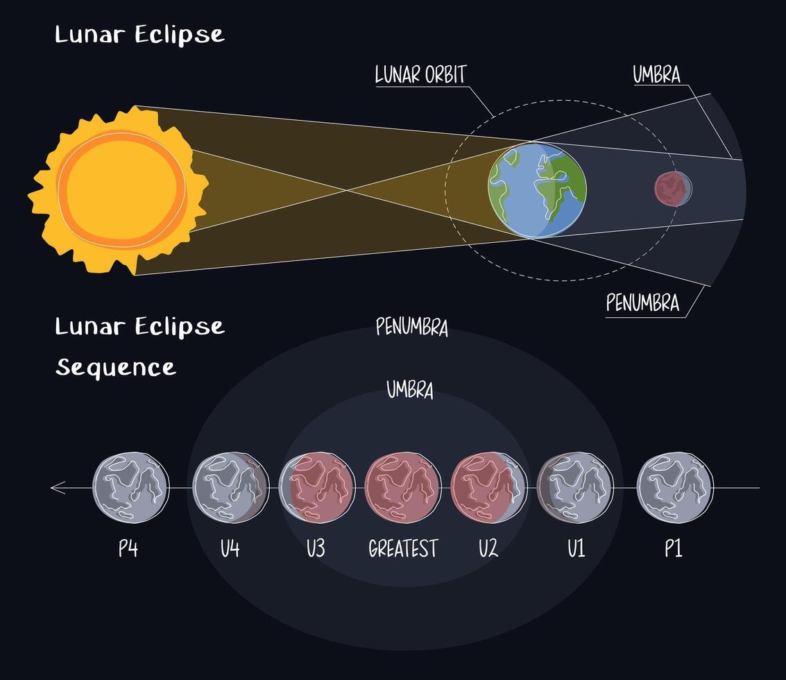 Infographic of lunar eclipse stages in flat style on black background. Moon's orbit, umber and penumbra. Blood moon phases. The contact of the earth shadow with the moon vector