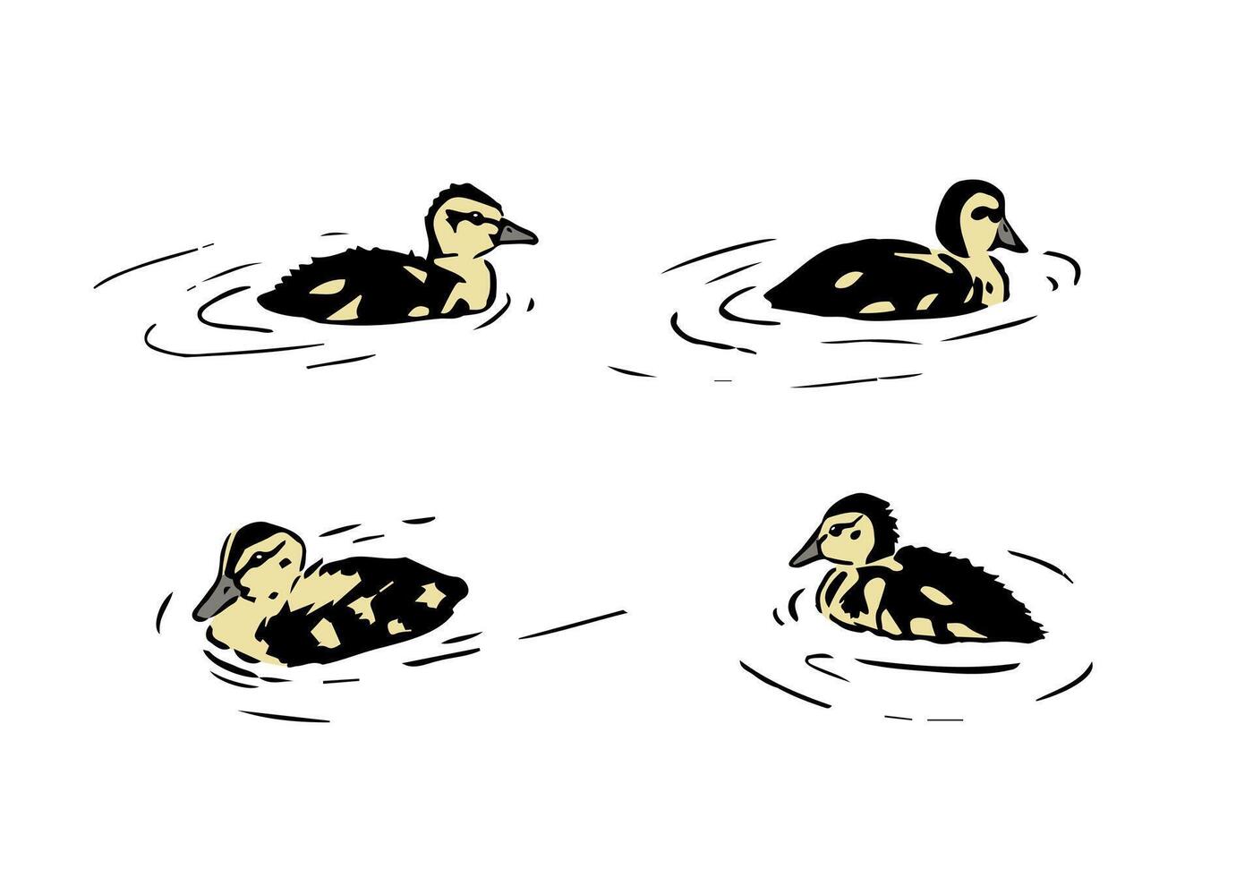 Duckling illustration. Set of a little wild ducklings swimming in the water. Young Mallard duck graphic sketch drawing for design materials vector