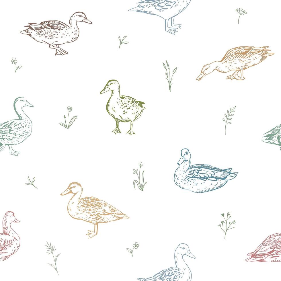Ducks and flowers seamless pattern. Hand-drawn mallard duck illustration with wildflowers and herbs on white background. Springtime pattern with nature elements and waterfowl aquatic birds vector