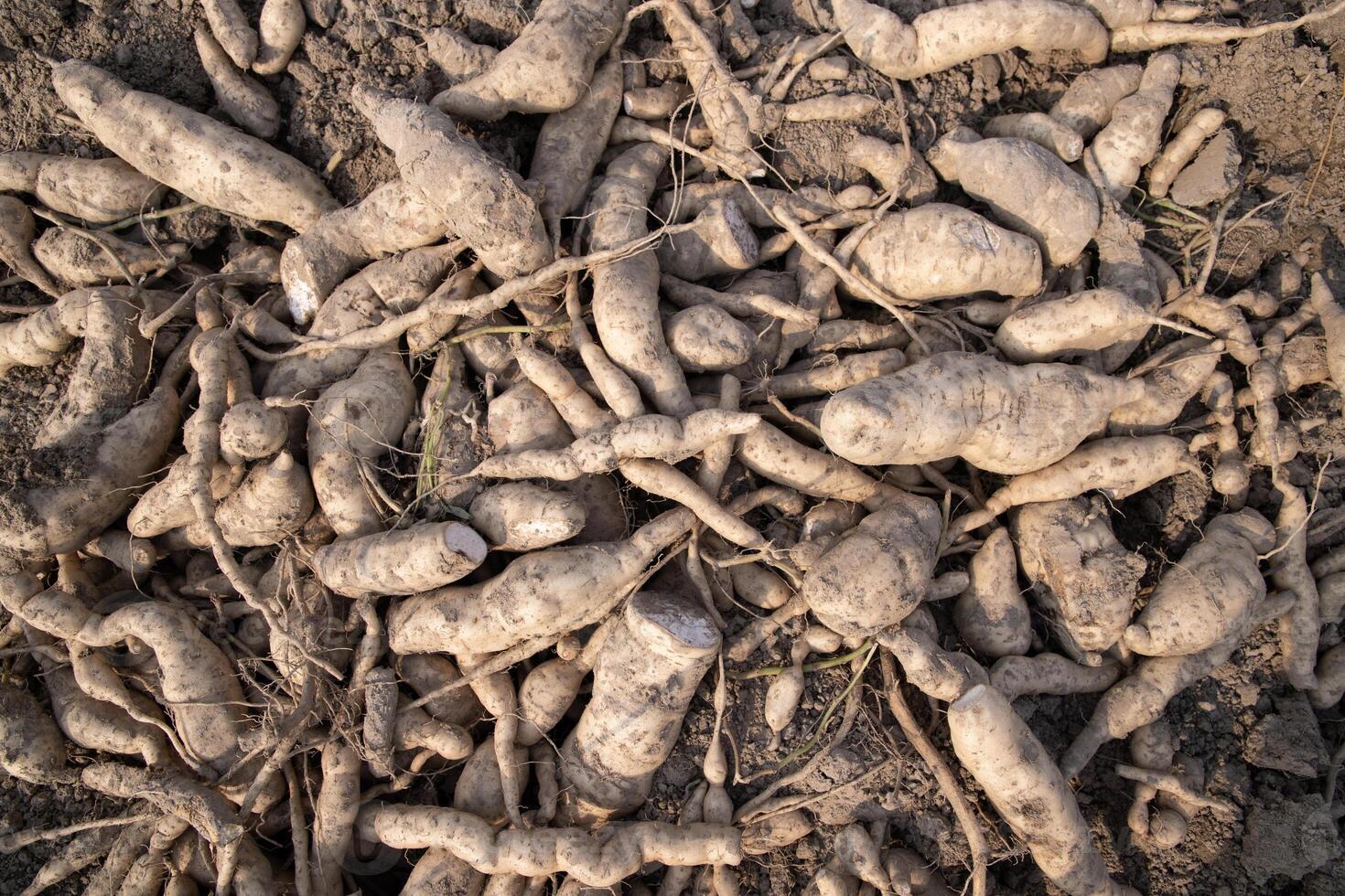 Pile of freshly harvested cassava roots lying on the ground in a farm field photo