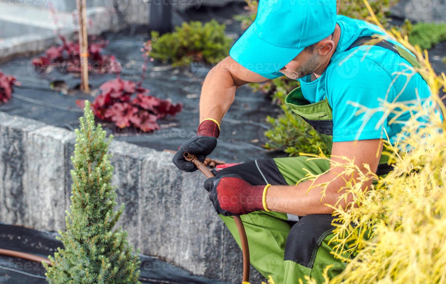 Gardener Repairing Irrigation System in a Landscaped Garden During Sunny Afternoon photo