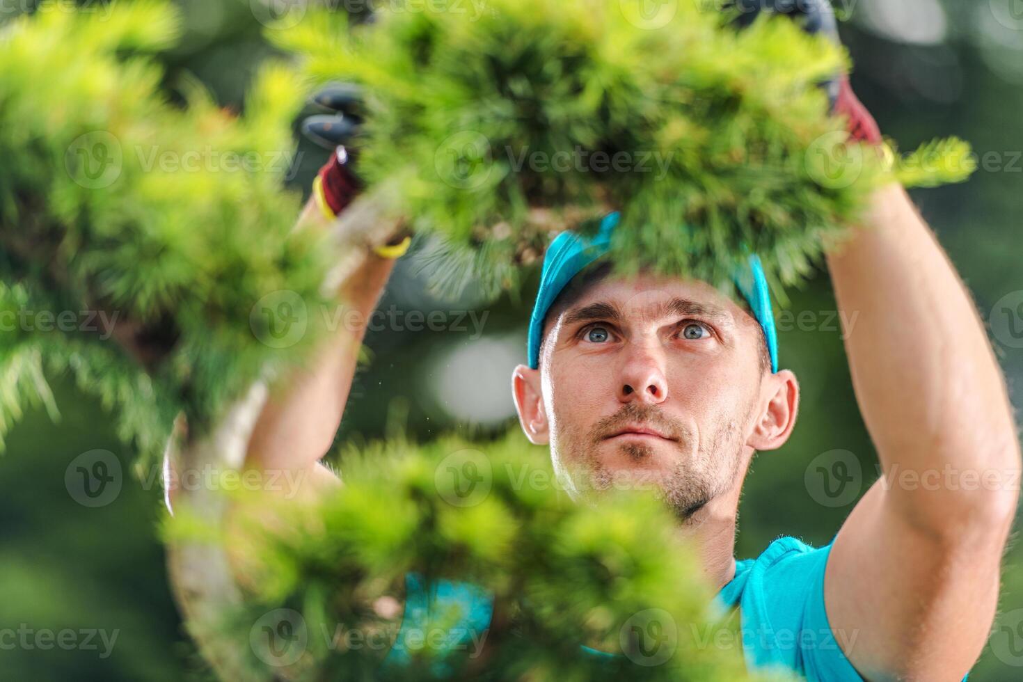 Professional Gardener Prunes Bonsai Trees in Lush Garden During Sunny Day photo