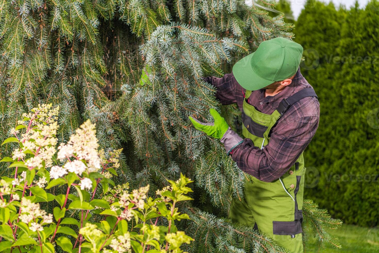 Gardener Tending to Evergreen Tree in Residential Yard During Sunny Day photo
