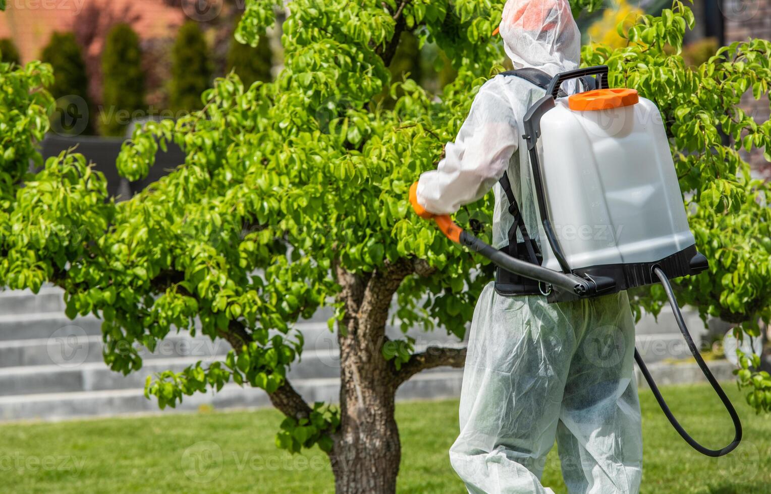 Gardener Applies Pesticide to Fruit Tree in Backyard Garden During Sunny Afternoon photo