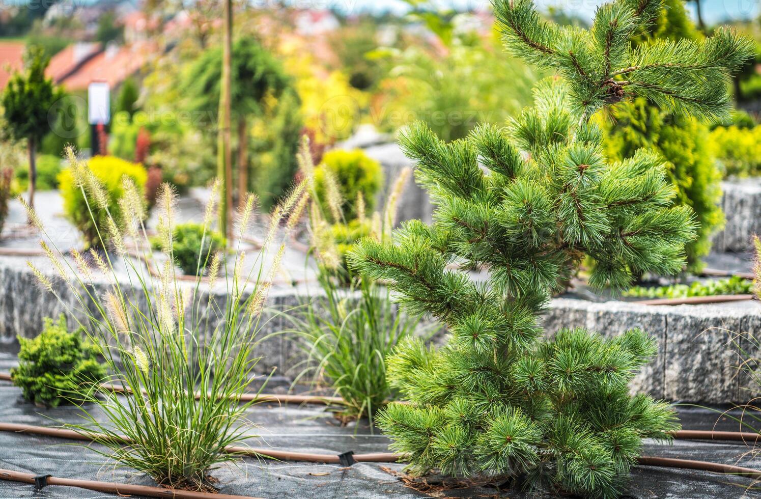 Exploration of a Landscaped Garden Featuring Various Plants and Decorative Grass Under Clear Skies in a Serene Environment photo