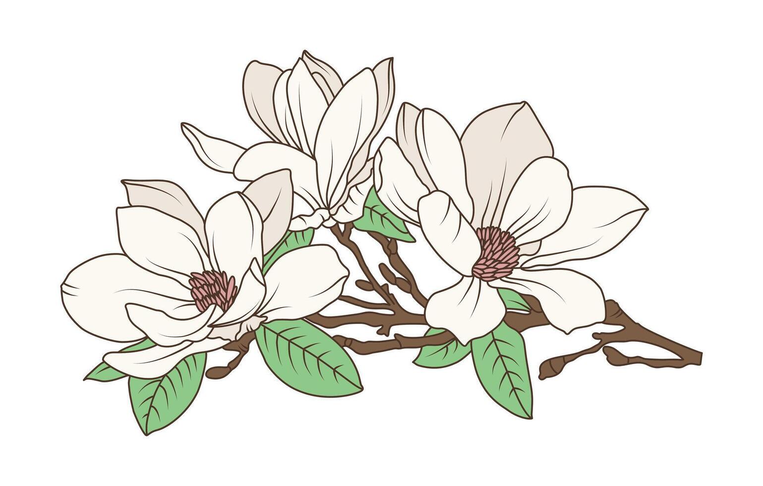 Hand drawn magnolia flower on botanical branch with line art for elegant floral nature decoration vector