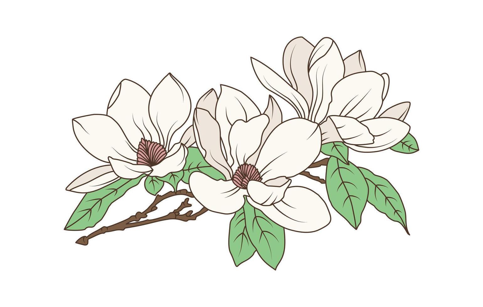Botanical magnolia flower drawing with line art of blooming branch for floral nature themed illustrations vector