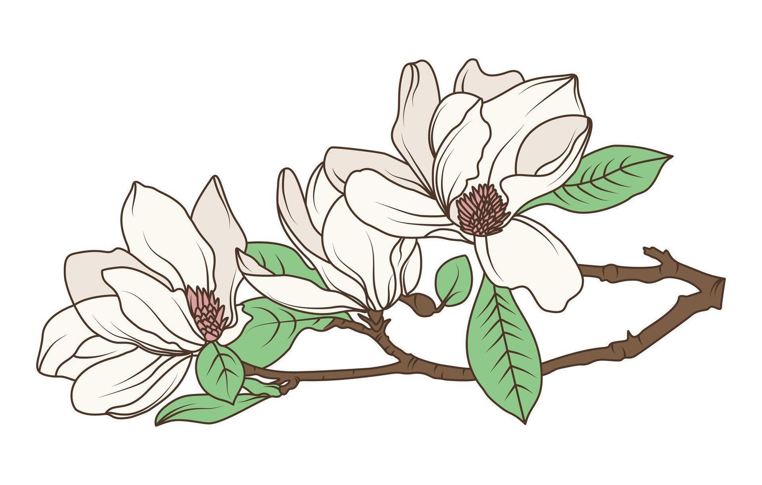 Magnolia flower line art with botanical style bloom on branch for elegant nature floral illustrations and decor vector