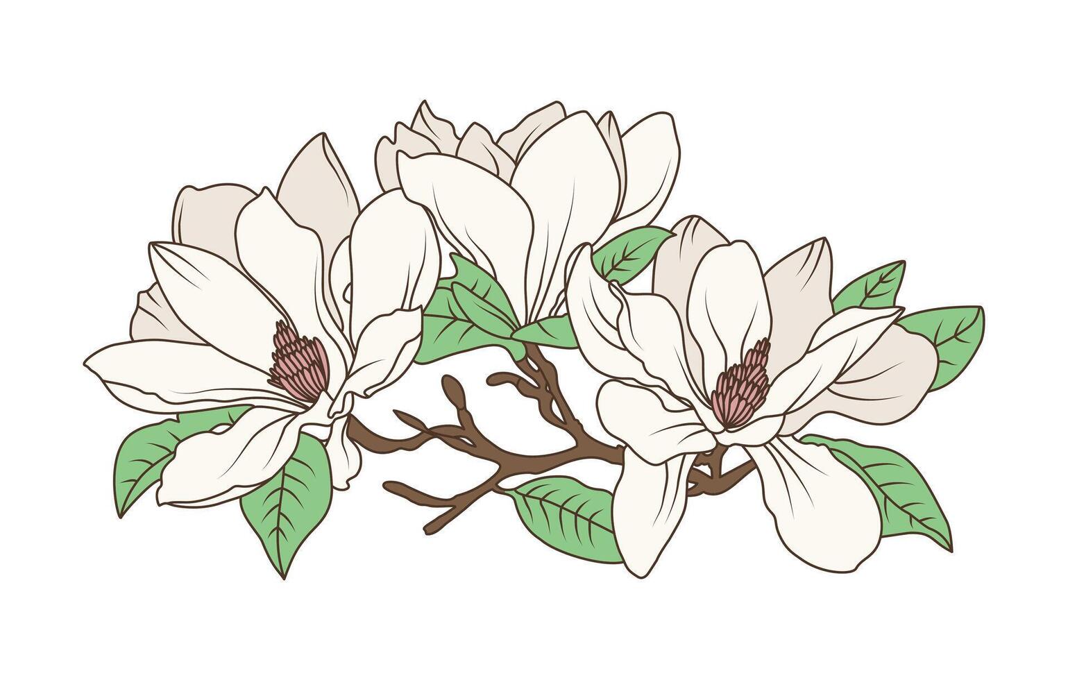 Botanical illustration of magnolia bloom on floral branch with line art drawing for natural home decor vector