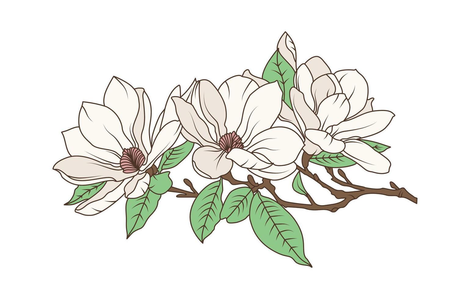 Magnolia flower on branch with botanical drawing and line art style for natural floral decoration and artwork vector