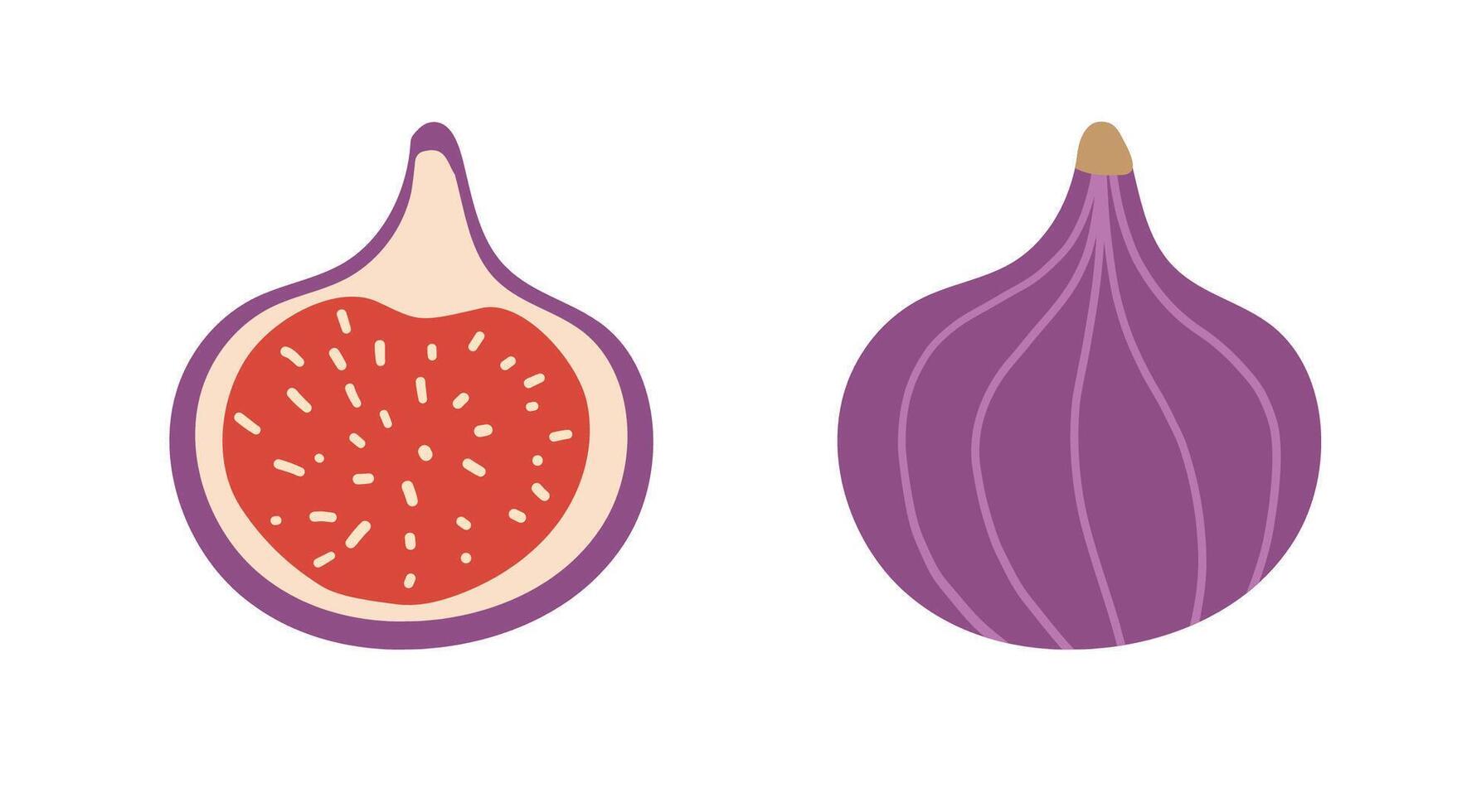 Fig ripe fruit. Set of two figs one whole and second halved. illustration isolated on white background vector
