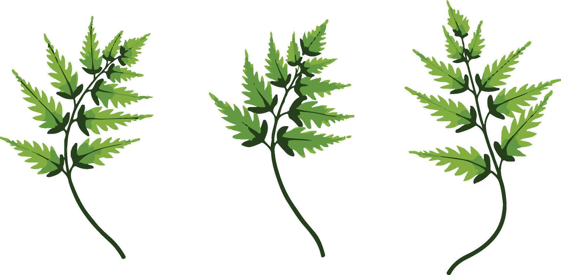 Green Fern Leaves in Various Arrangements on White Background vector