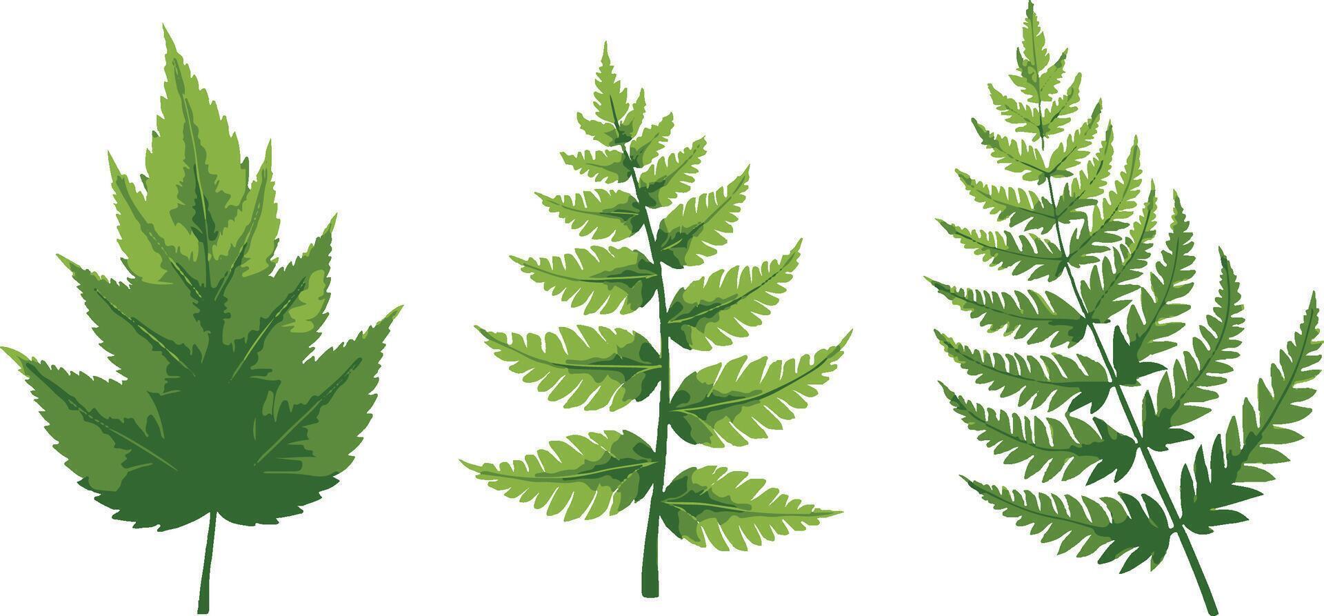 Green Fern Leaves in Various Arrangements on White Background for Botanical and Nature-Themed Designs and Projects vector