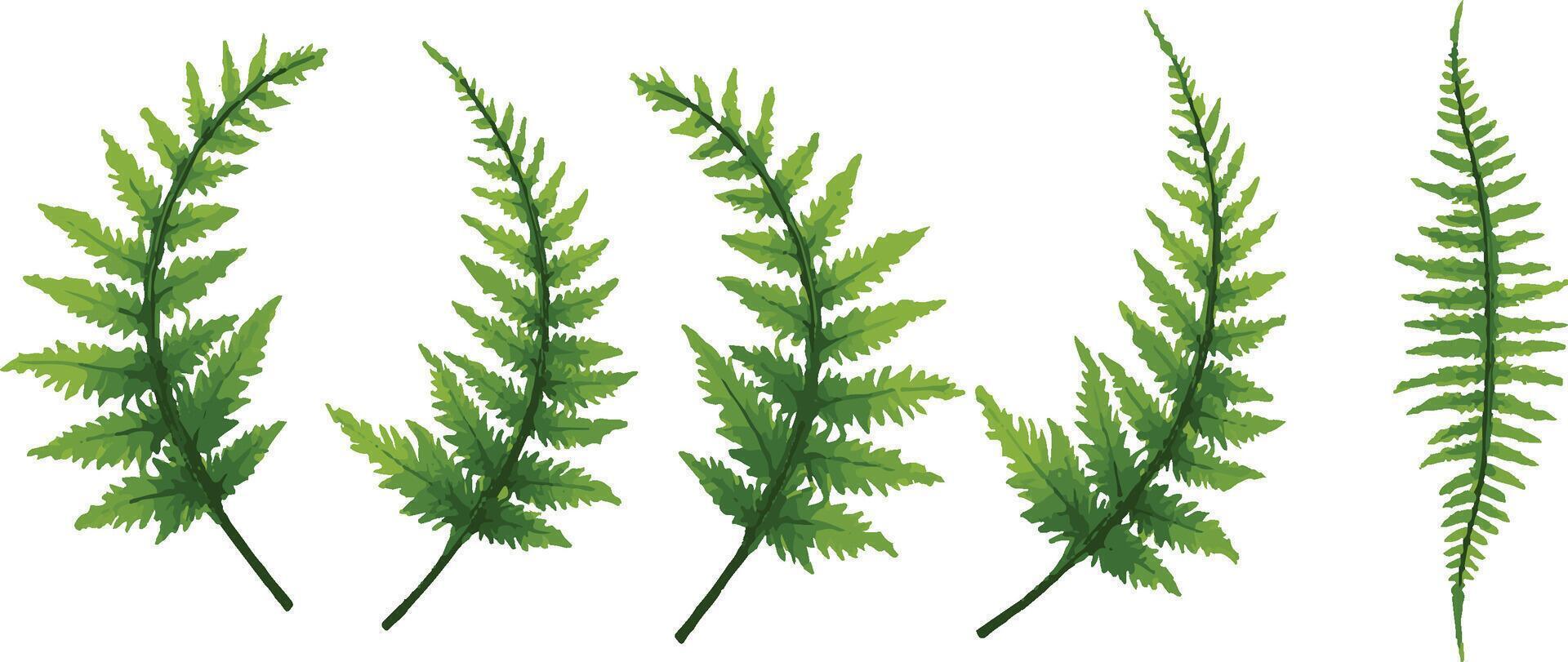 Green Fern Leaves in Various Arrangements vector