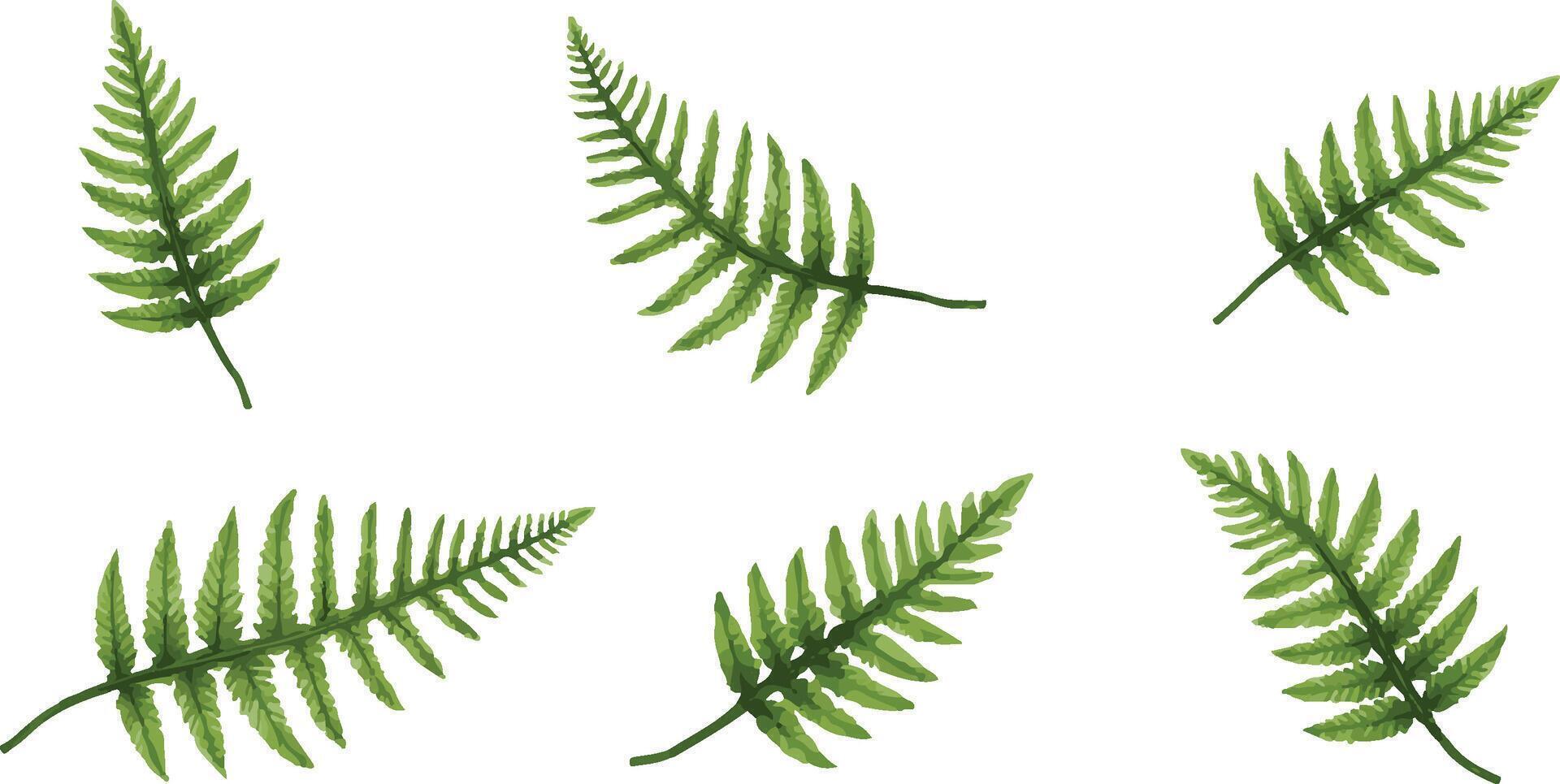 Green Fern Leaves Various Arrangements on White Background vector