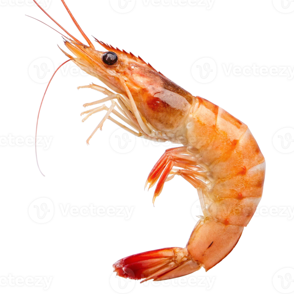 shrimp on a transparent background png